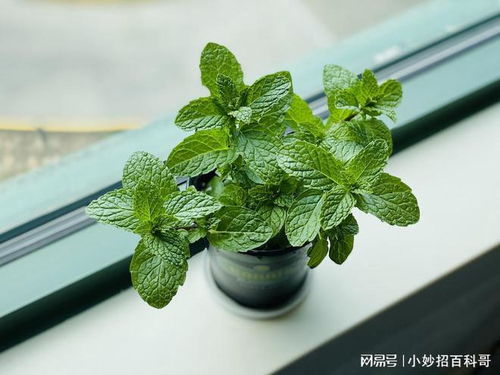 植物杀手必看！这些绿植能救命
