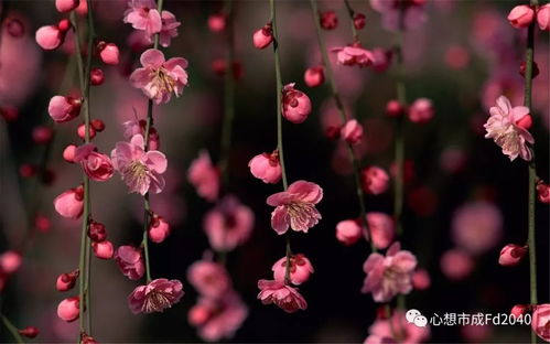 2026年运势如何？我的爱情运和桃花运会怎样？