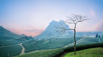 春二月野外风光正茂，以生肖命名，这风光对应的生肖是什么？