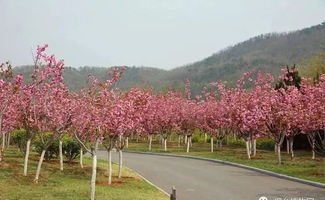 樱花大道——真的是粉色云朵吗？