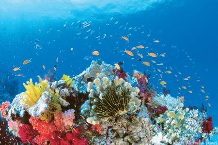 2.1 海底奇观：颜色失控模式