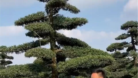 庭院适合种植什么树,农村庭院适宜栽哪些树