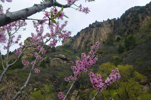 清凉谷景区的桃花 (详细描述一下?)