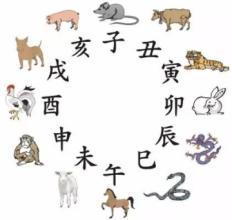 十二生肖中哪些属于低等动物？