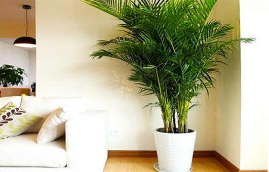 过道摆什么植物发财,过道放什么植物