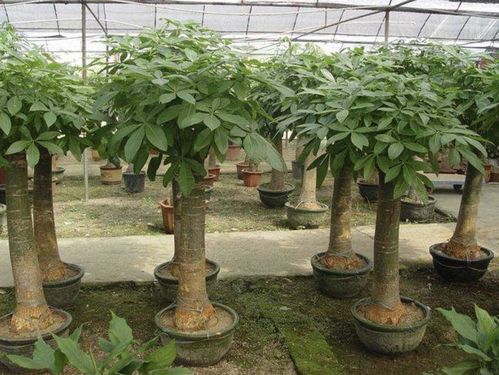 化解煞气：种植吉树