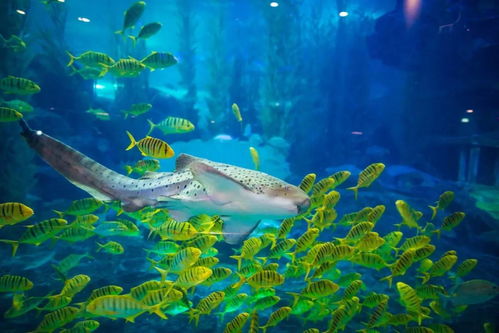 终极攻略：这样玩才够本！