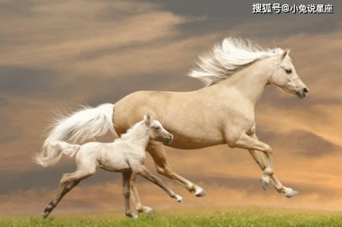 2026年属马四月份财运如何，全年运势怎样？