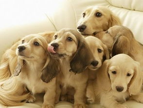 家中宠物健康风水如何,家里养宠物风水