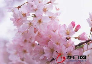 4.1　每日“甜甜圈”仪式（适用于单身及以婚人士）