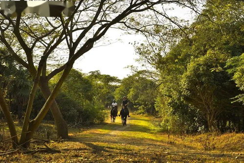 走进树林那一刻的灵魂战栗