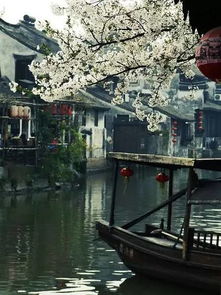 烟雨江南， 来西塘，在这樱花树下共赴一场春日的约会