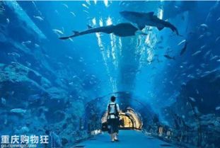 深海还是深坑？巴南区的奇幻漂流