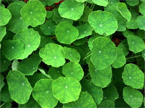 地毯下放绿叶风水,地毯的风水