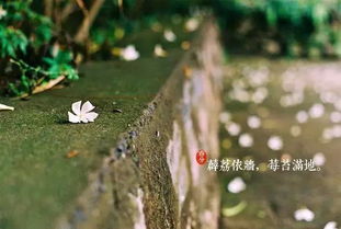 案例解析：奇遇与感应的交织