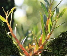 2013年——风水植物大乱斗：招财进宝还是闹鬼？