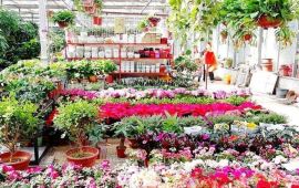 震惊！这里根本不是卖花的地方