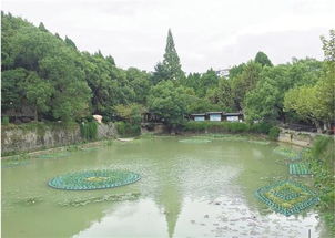 塘水风水，塘水清如明镜，这样的水质是否反映了良好的风水环境呢？
