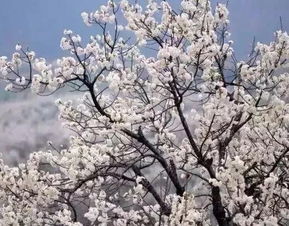 第三章：赏花好去处