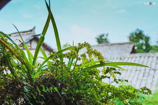 1.1 绿植课堂（Green Classroom）