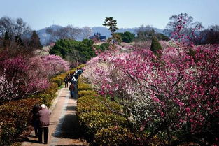 A 路线：桃花谷 → 杜鹃岭 → 蜜蜂草原 （全程约120公里）