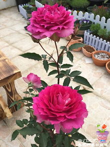 阳台种月季花吉利吗,阳台种月季花吉利吗