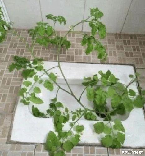 草啊草啊我爱你