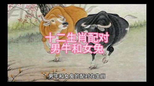 先说说那个让人头疼的组合 女虎 男牛 真的好吗