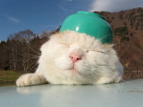 2. 兔子：腿短是原罪