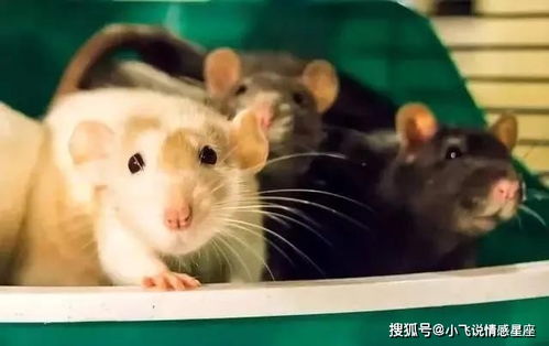 96年属鼠人2026年哪个月份结婚最吉利？