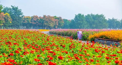 西区：花卉展览， 视觉盛宴
