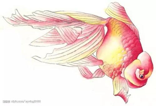 画水墨鱼的步骤？看这里看这里！