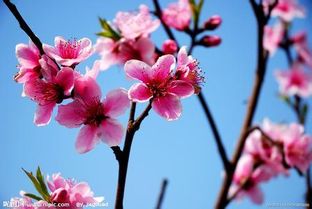 红艳煞与咸池：美丽的陷阱