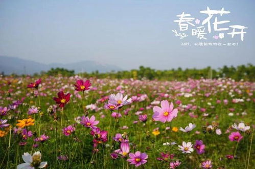六、 案例研究：张先生和他的千亩桃林