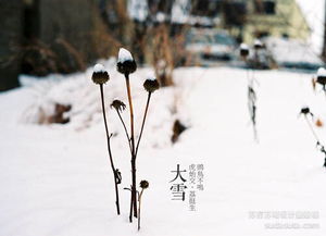 大雪三候：鹃鸥不呜，虎始交，荔挺出，这都是啥意思？