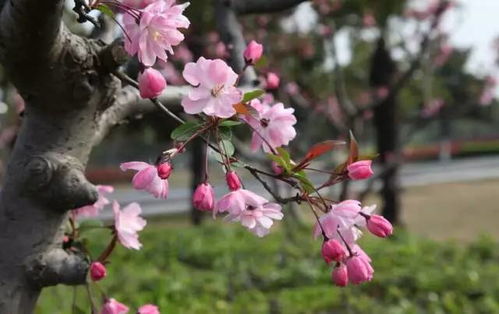 风水海棠树种在院子里什么位置好,海棠栽在院子的风水