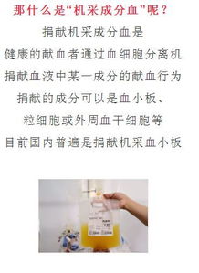 鼠——较小心血流