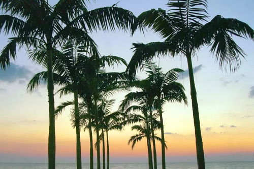 7. 棕榈树 - 抗台风神器