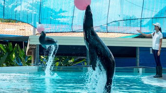 水族馆的岛：一场精心设计的营销游戏