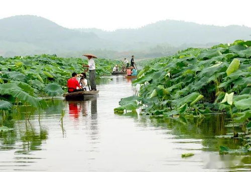 再提一嘴珍湖国家湿地公园建设中等于没建