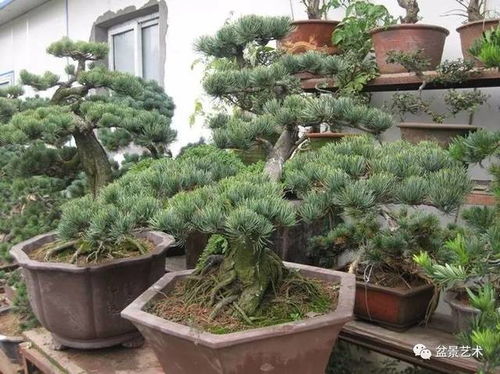 六、 病虫害防治是个技术活