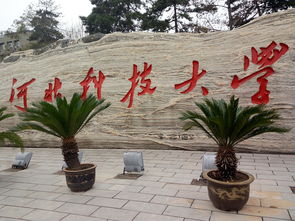 冬季惊喜：红塔西路冬樱