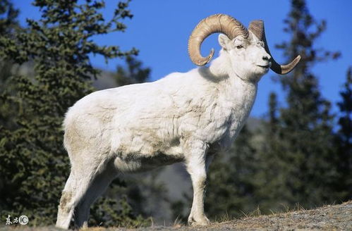 属羊的人养狗是吉是凶？属羊的最佳配偶是谁？