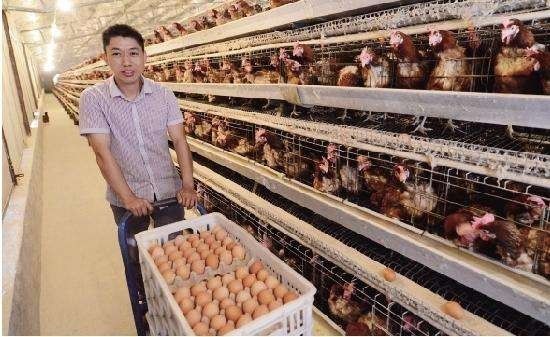 2026年养殖散养鸡，绿色围网改造是否划算？
