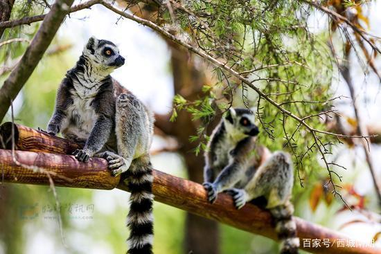 黑猩猩馆里的戏精们