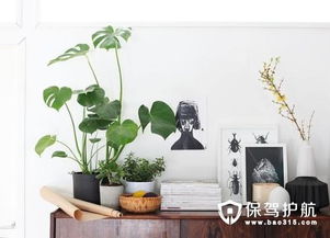 室内风水旺财,室内风水绿植有哪些