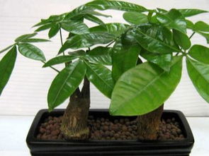 3. 幸运树：幸运没来，蟑螂先到