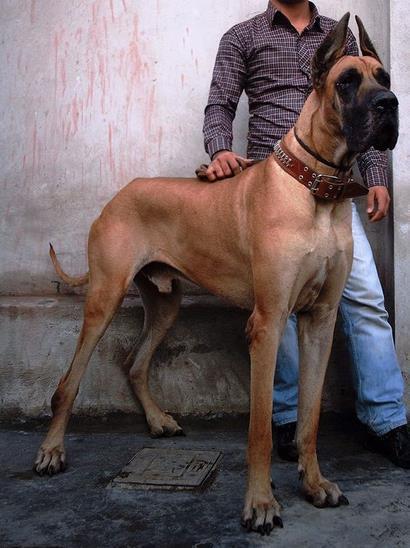 一、为哪些要给巨市场价格较高犬取一个特别的名字？