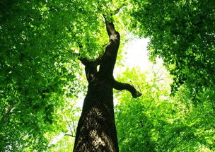 化解大树煞气,化解大树煞气