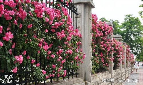 月季如何美化庭院风水,月季如何美化庭院风水
